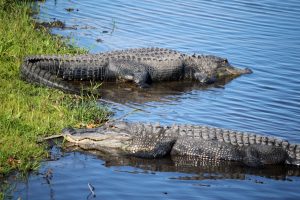 Florida alligators in the wild