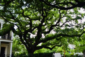 Read more about the article LIVE OAK TREE, Lower Garden District